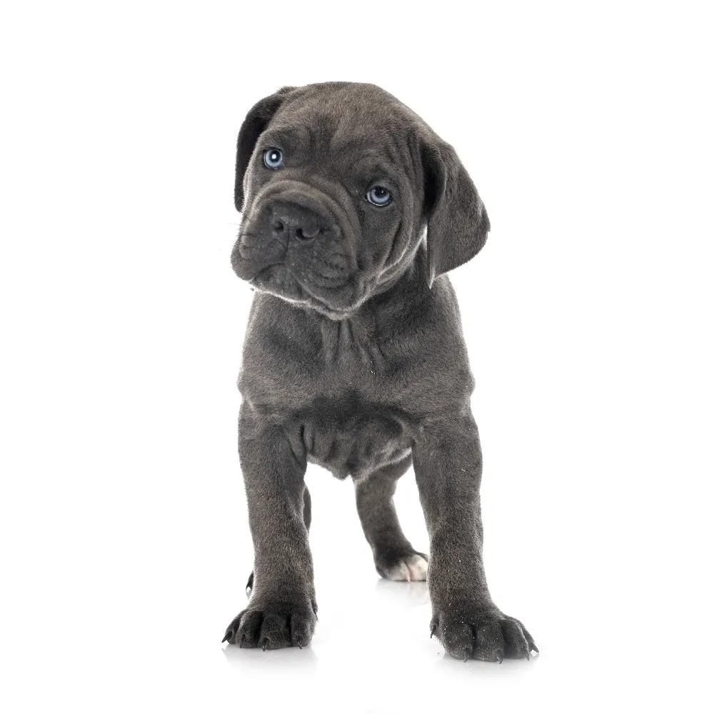Imagem do filhote de Cane Corso